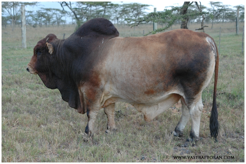 A famous bull KPO 1017.