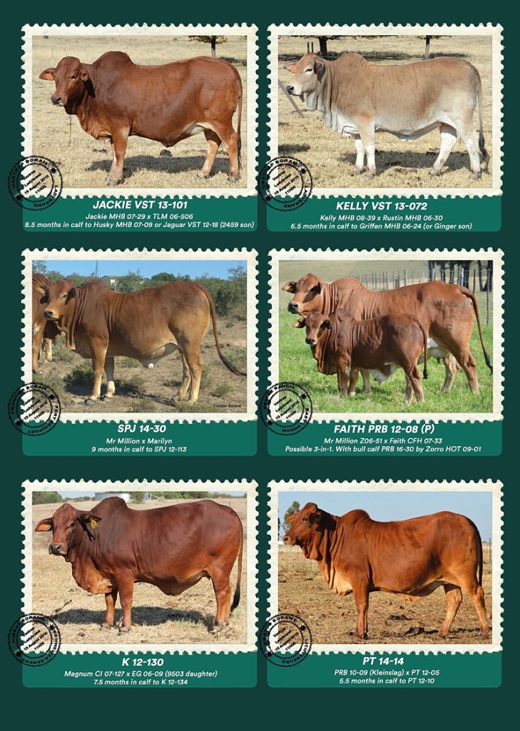 Vastrap Auction 2016 (3)