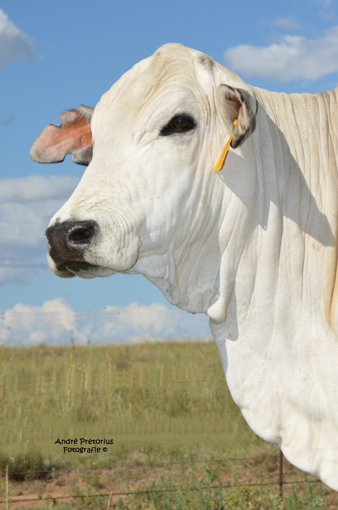 Magnificent Hope MHB 04-11.