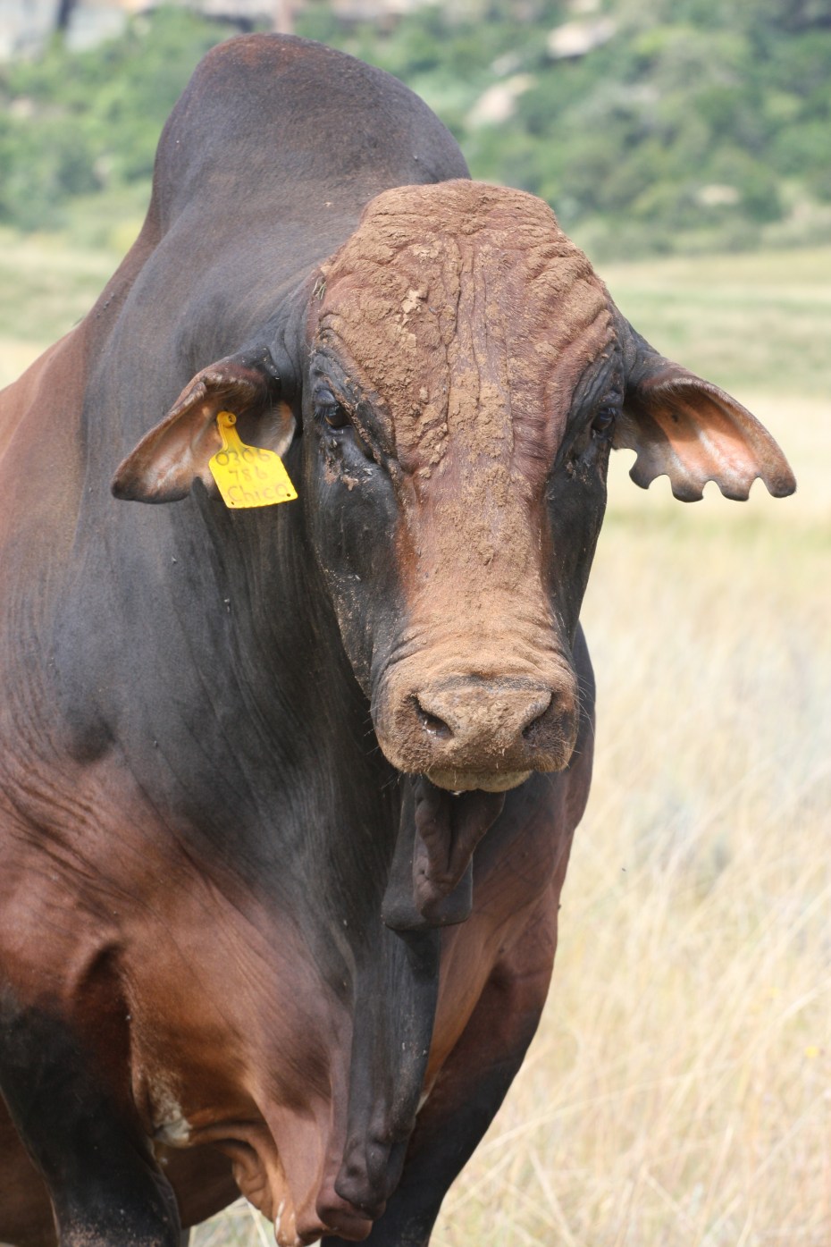 Chico in all his glory!