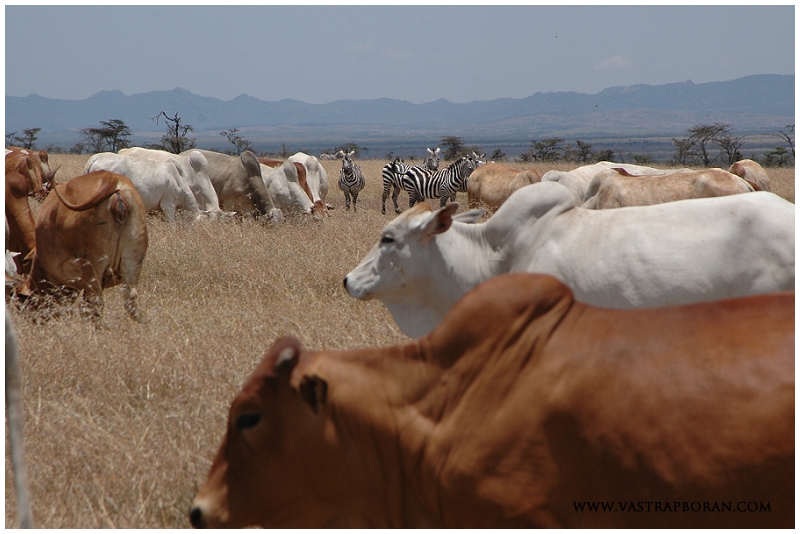 Cattle grazing with zebra at Ol Pejeta.