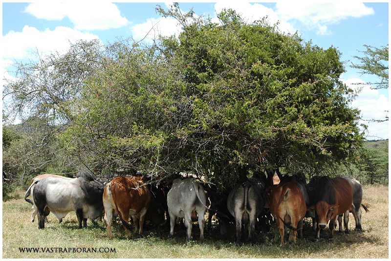 Shelter from the hot sun at Mogwooni.