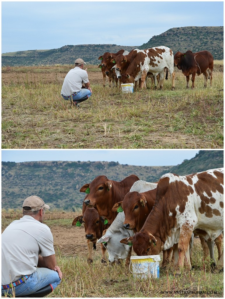 Spending time with newly weaned heifers. 