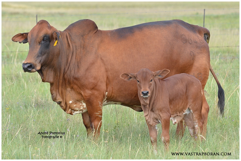 Ginger MHB 06-48, Goliat's full sister. 