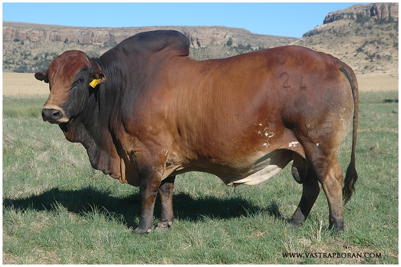 Griffen MHB 06-24 (NDA 9 x KPO 303)