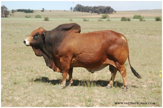 Grizzly CI 07-104 (Buffel TLM 02-01 x GF 177 S).