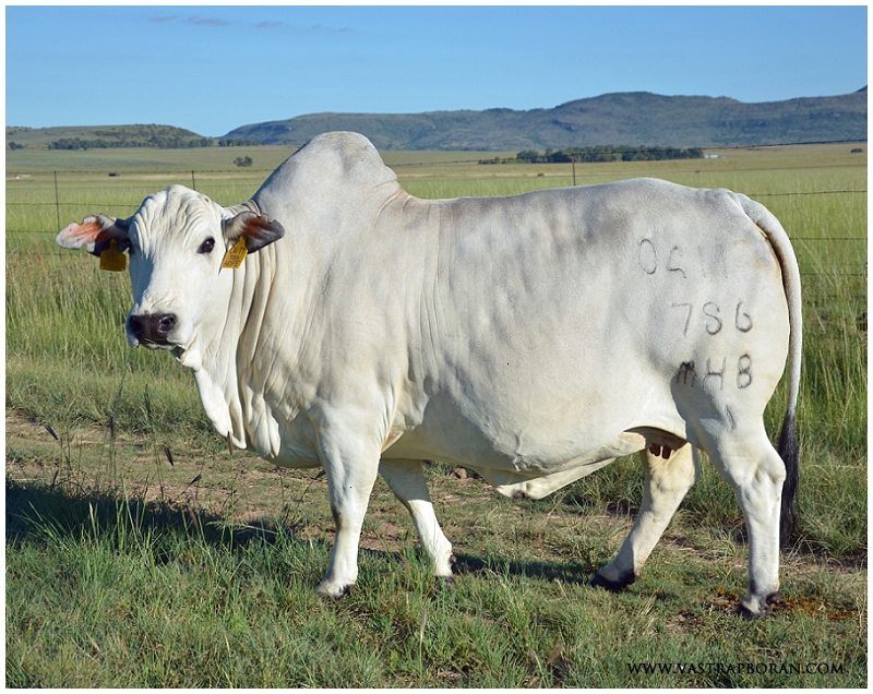 Hope MHB 04-11 on sale at the Vastrap Boran auction!