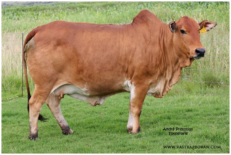 The famous Jackie MHB 05-08 (KPO 786 X K6K 2228).