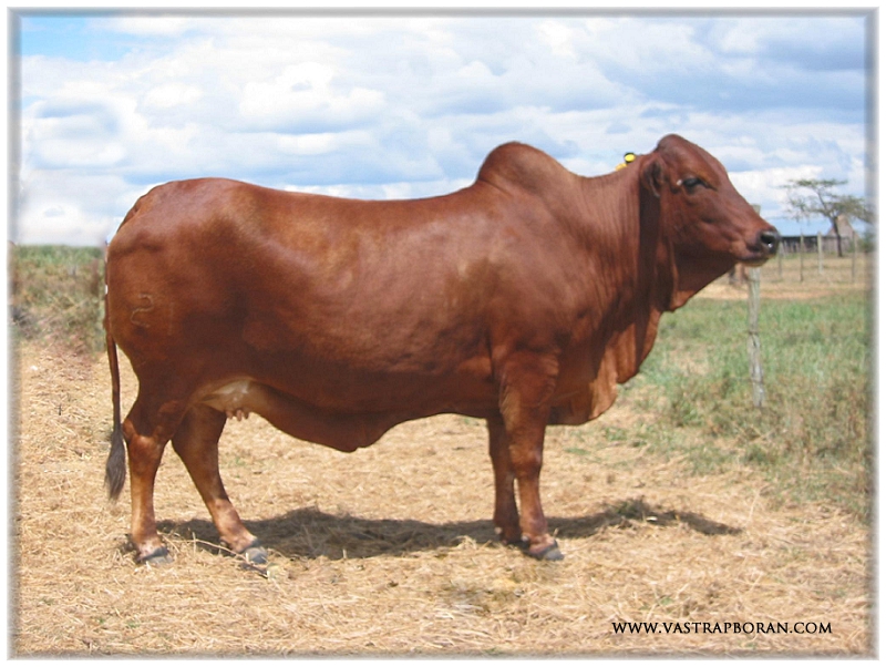 Cindy's mother - K6K 2184