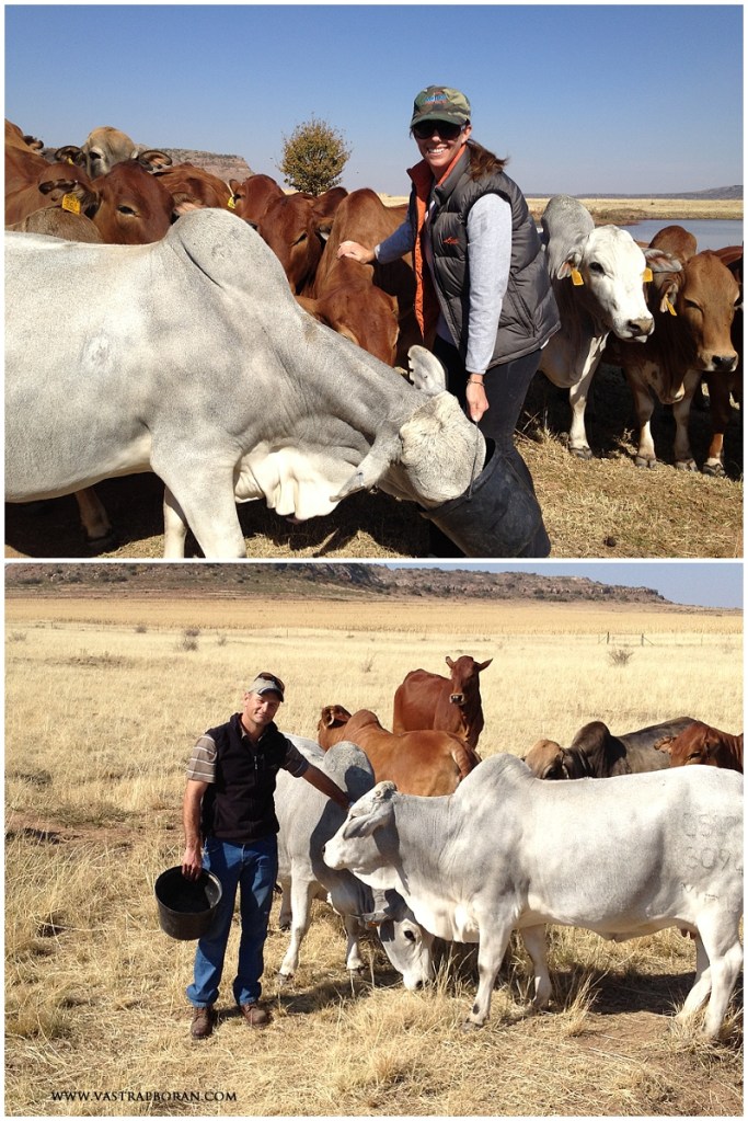 Hope MHB showing great temperament. 