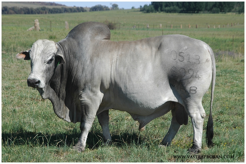 Ollie MHB 05-13 (K6K 3094 x KPO 1698)