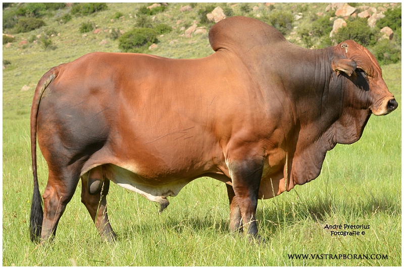 Rustin MHB 06-30 (Marula 25 x KPO 21)