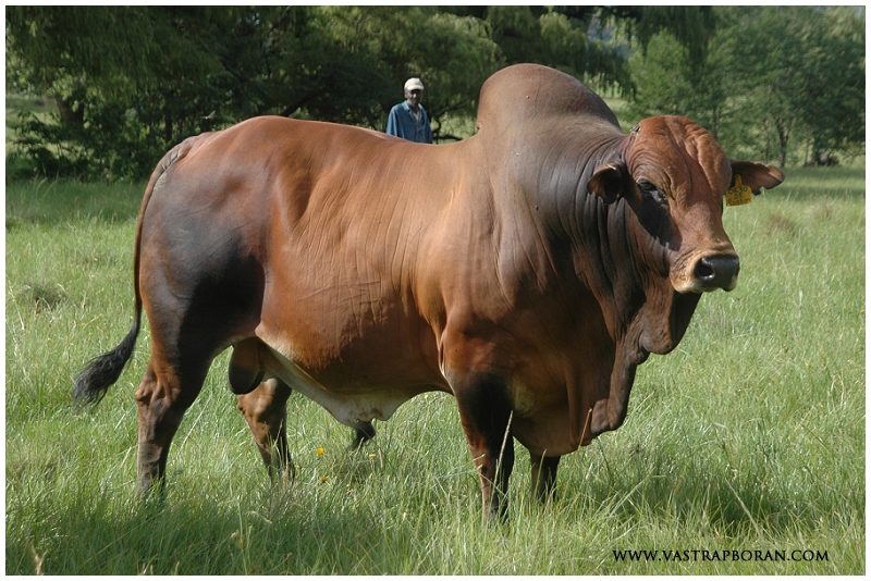 Rustin MHB 06-30 (Marula 25 x KPO 21)