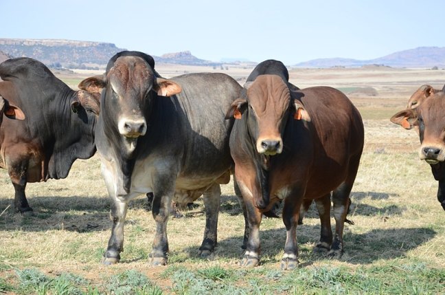 Goliat & Khan sons (VST 14-29 & VST 13-84) showing off their broad chests. 