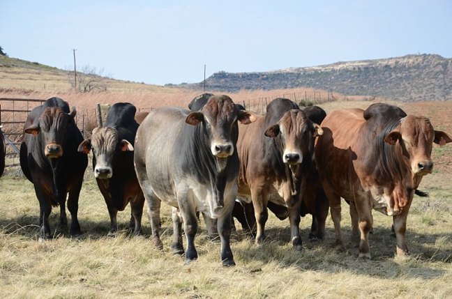 BULLS(Width & Heads)