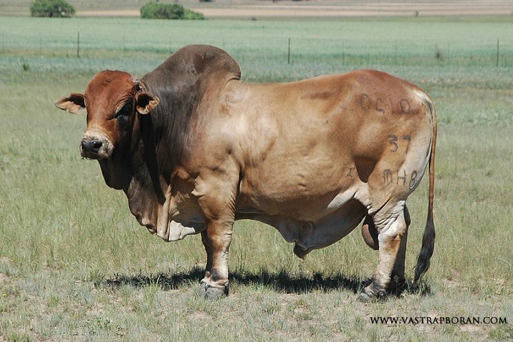 Impi MHB 04-10 (KPO 615 x K6K 1711).