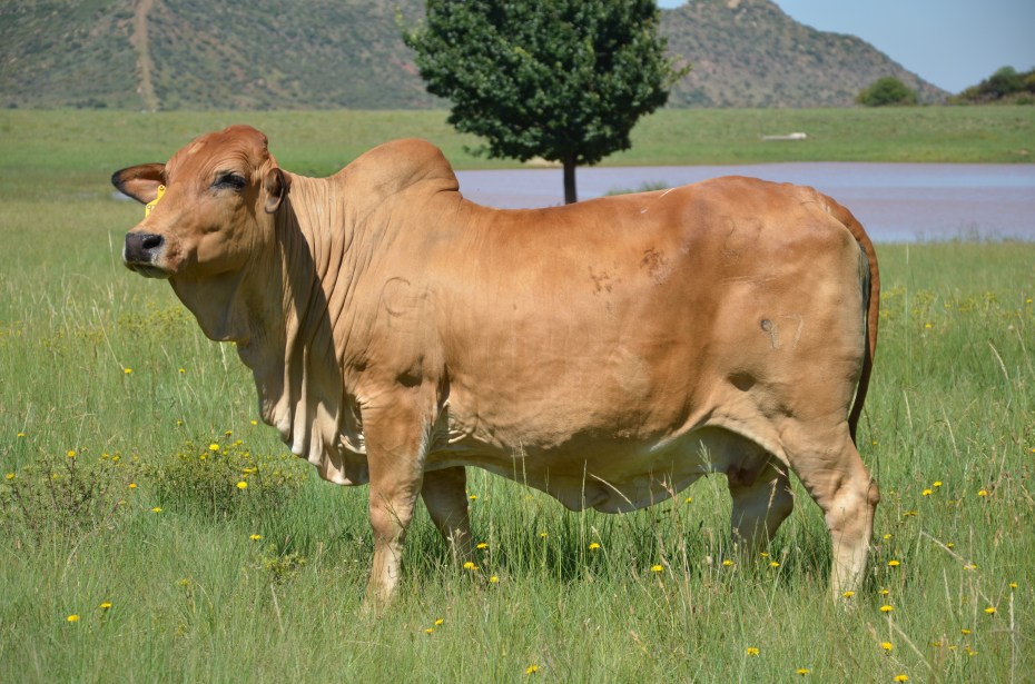 Eve FE 97-27 (FE 93-66 (KPO 1273) x FE 93-107)