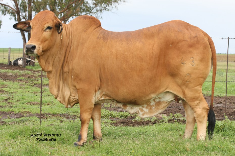 Eve TLM 02-43 (HVT 95-22 (Segera 494) x FE 97-27)