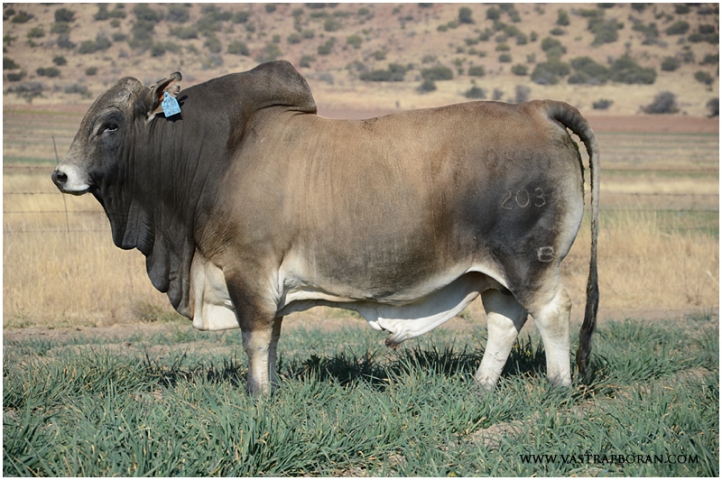 Saffron MHB 08-30 (Savanna TLM 00-03 x Voorslag TLM 02-03)