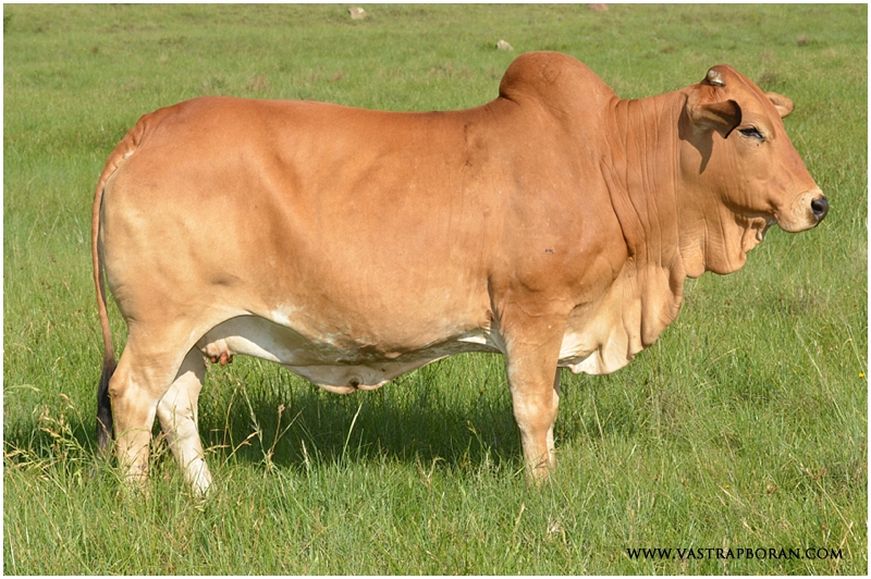 Savanna TLM 00-03 (B 96-09 x HVT 95-03)