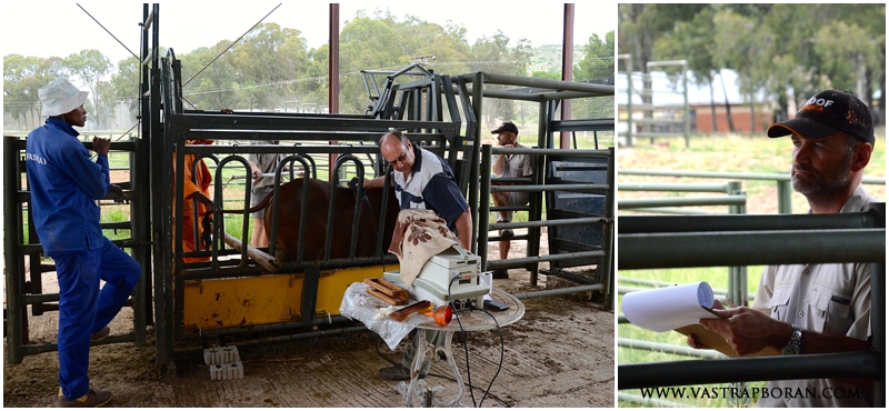 Performance testing our bulls. 