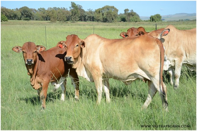 Xany MHB 11-18 (K6K 3534 x KPO 2493)