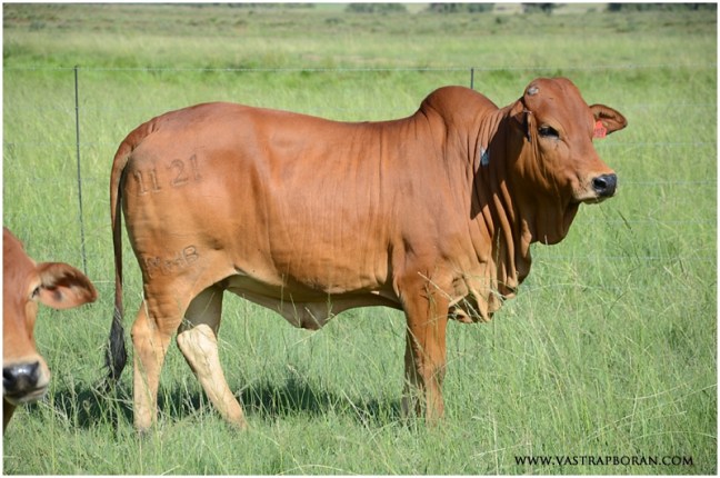 MHB 11-21 (KPO 1023 x K6K 3460)