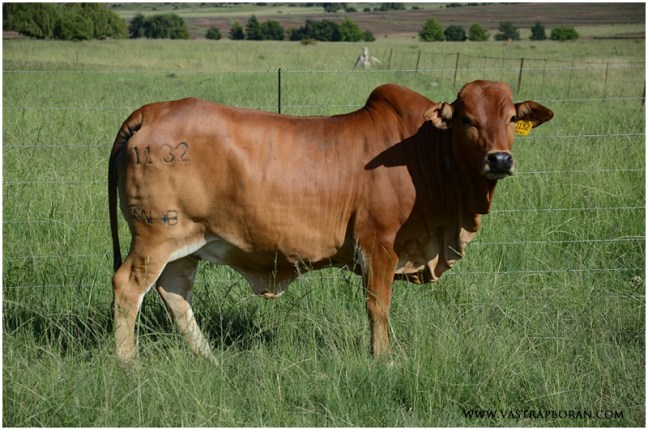 Vicky MHB 11-32 (K6K 2748 x K6K 3534)