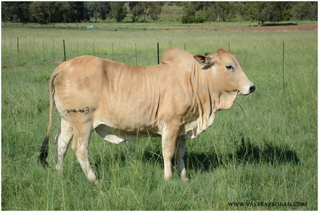 Wendy MHB 11-53 (KPO 865 x BIY 943)