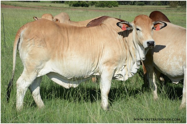 Eve VST 11-13 (Eve TLM 02-43 x Voorslag TLM 02-03)