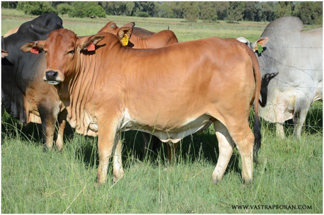 Jackie VST 11-17 (Jackie MHB 08-08 x B 04-42)