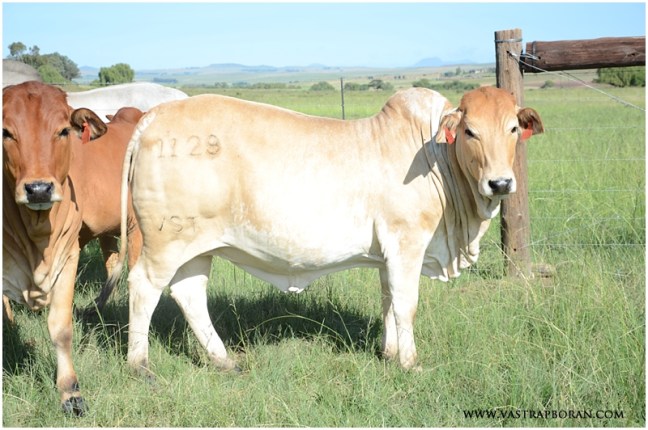 Jackie VST 11-29 (Jackie MHB 08-08 x B 04-42)