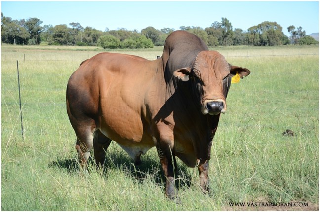 Rustin MHB 06-30 front view