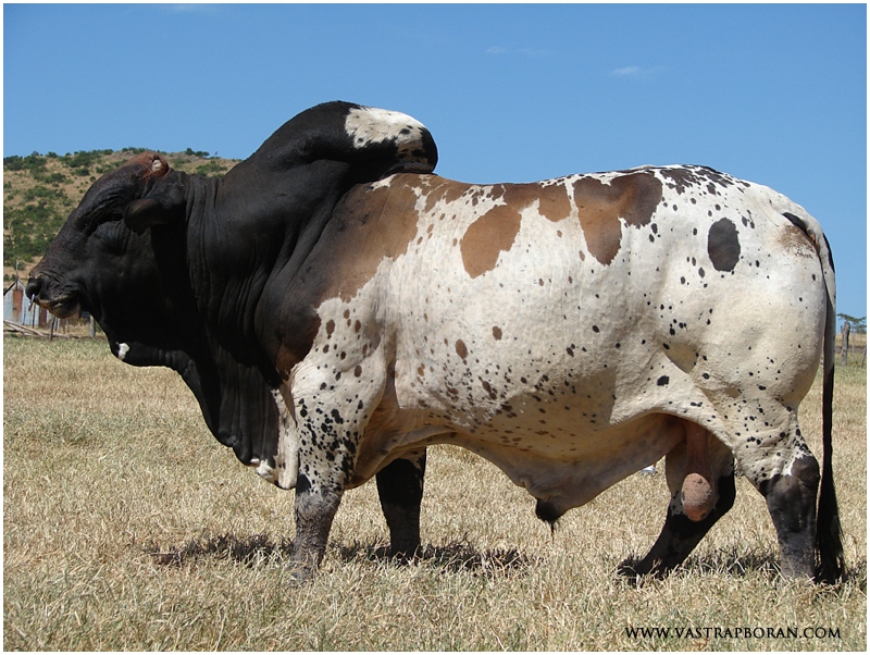 NDA 9 - in the words of Johan van der Nest, "'n dikgat bul!