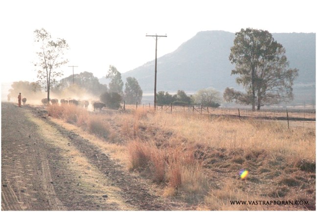 Last animals being brought in. 