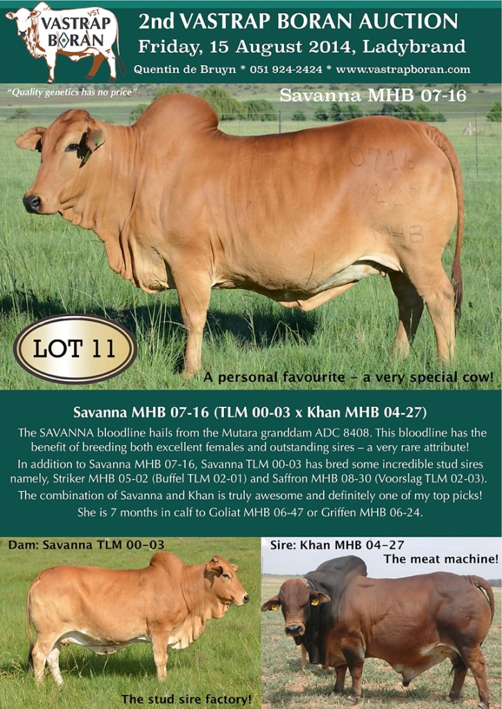 Savanna MHB 07-16