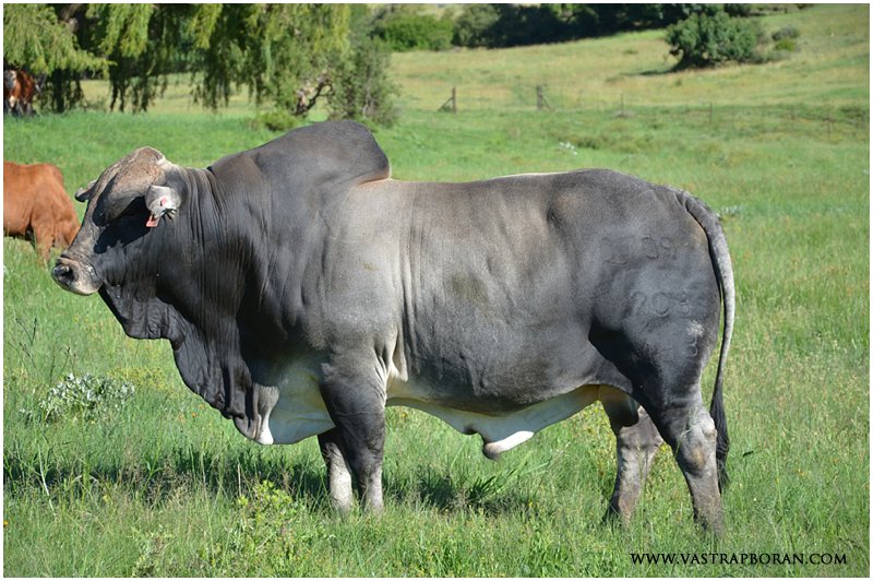 Husky MHB 07-09 (Voorslag TLM 02-03 x Hope MHB 04-11)