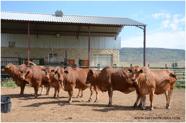 Six stunning 2012 heifers chosen by Luca Borane.