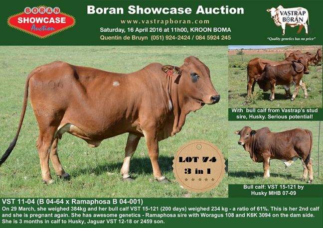 Showcase cows_0002