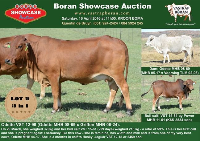Showcase cows_0003