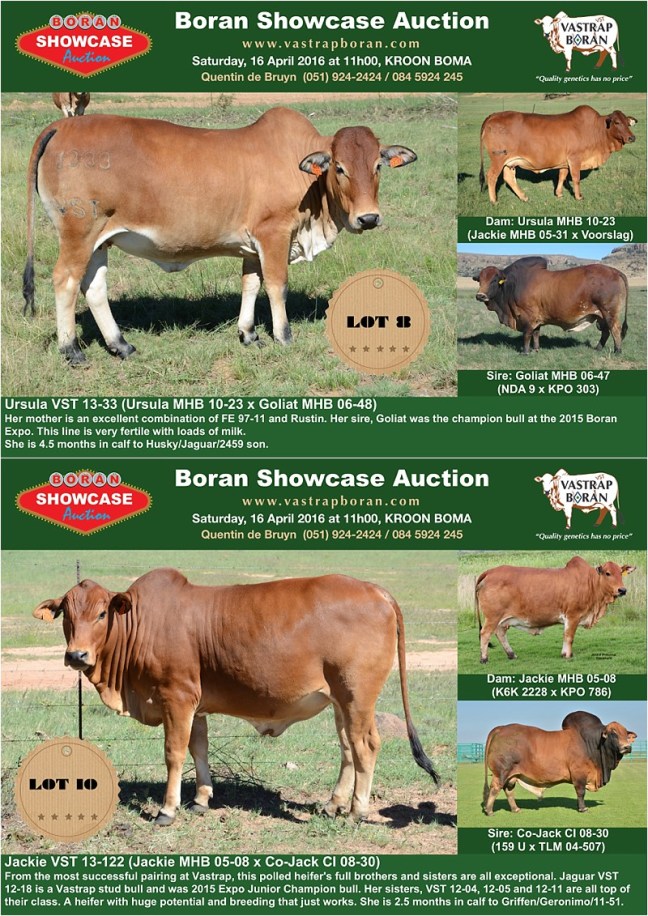 Showcase heifers_1