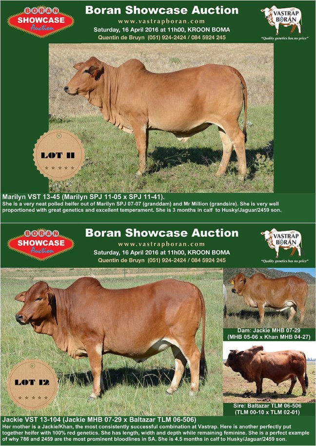 Showcase heifers_2