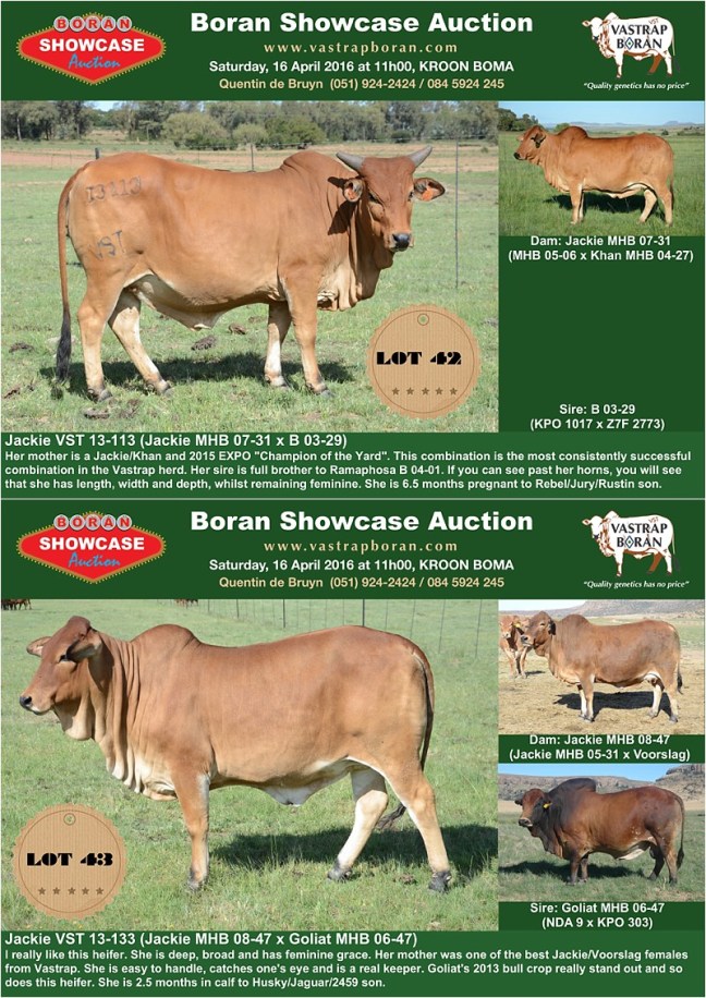 Showcase heifers_4