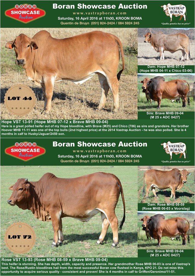 Showcase heifers_6