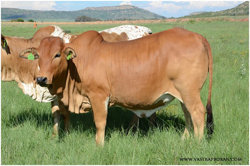 Jackie MHB 12-40 (Jackie MHB 07-32 x Khan MHB 04-27) - granddaughter of Jackie MHB 05-08. 