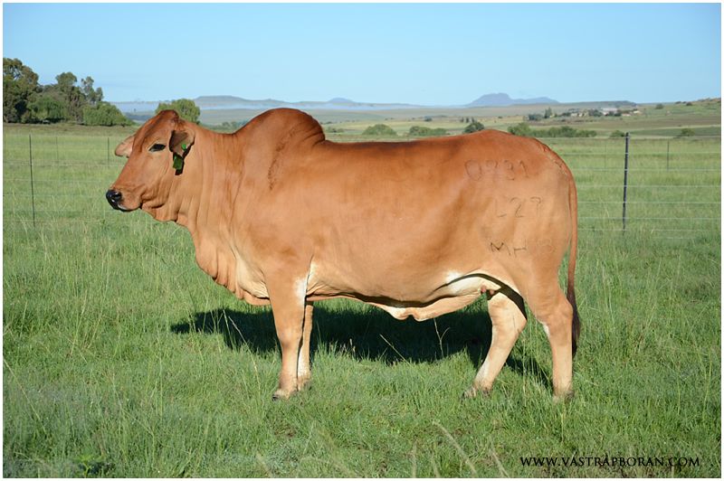 Jackie MHB 07-31 (Jackie MHB 05-06 x Khan MHB 04-27).