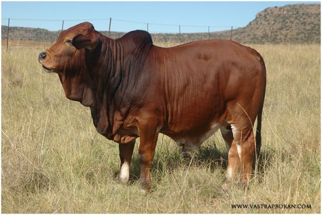 Jazz MHB 11-15 at weaning (MHB 08-07 x Rustin MHB 06-30). 