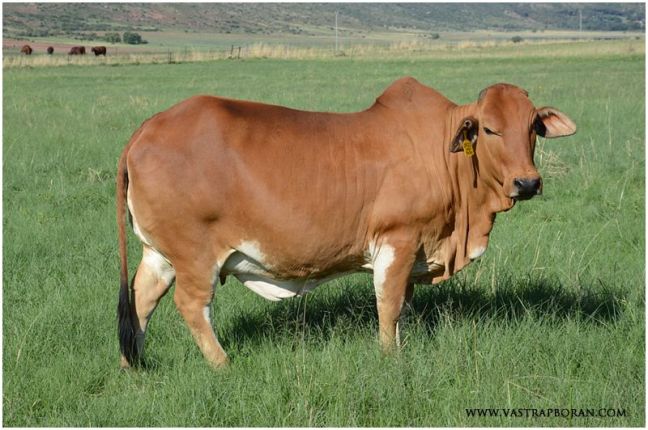 Jackie MHB 09-22 (Jackie MHB 05-10 x Khan MHB 04-27)