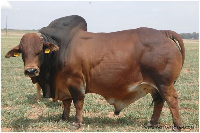 Khan MHB 04-27 (2012)