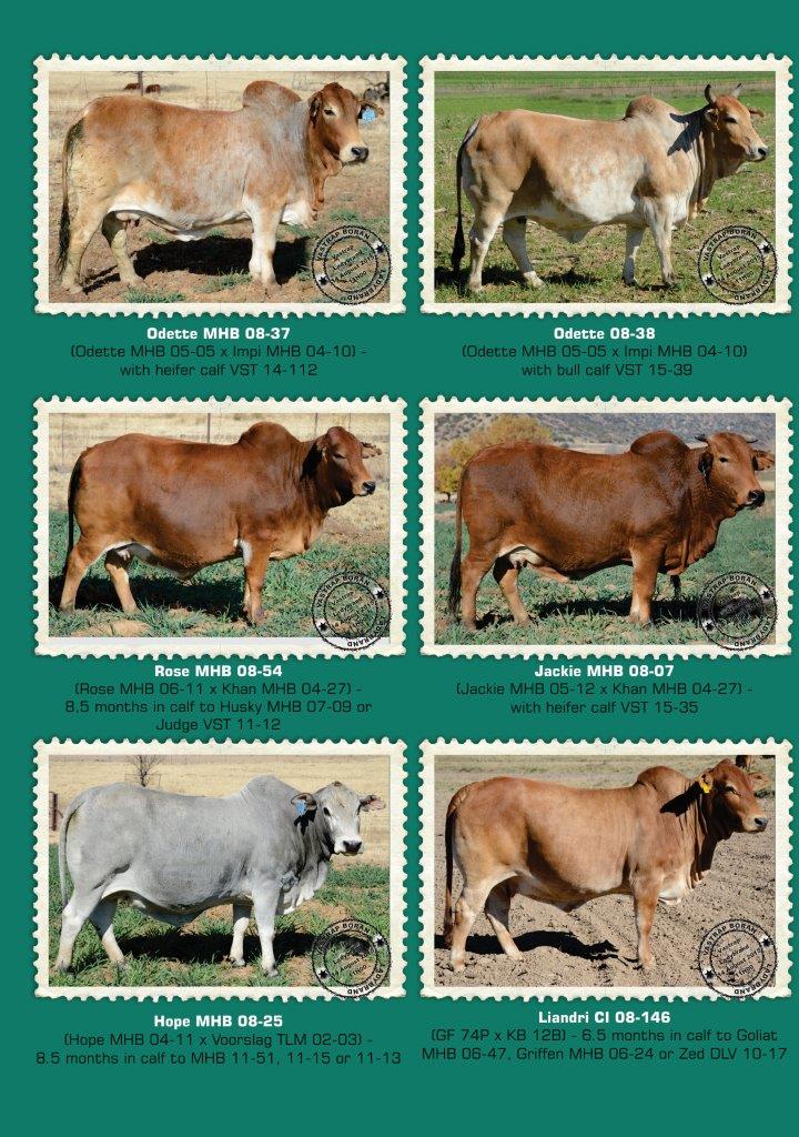 Vastrap_Boran_A3 Brochures_2015_2